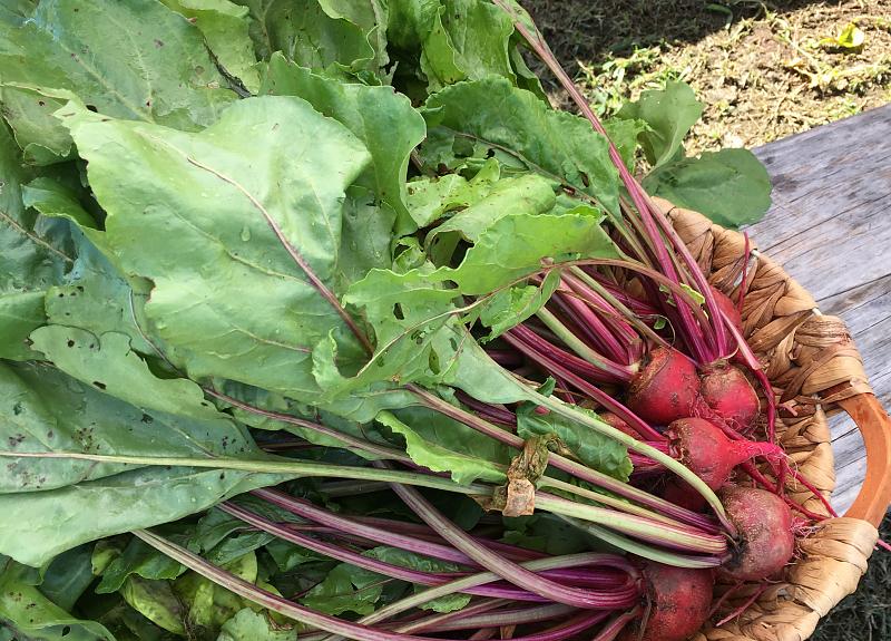 Radishes with leafy stems grown and sold at Harvest Green's Farmers Market.