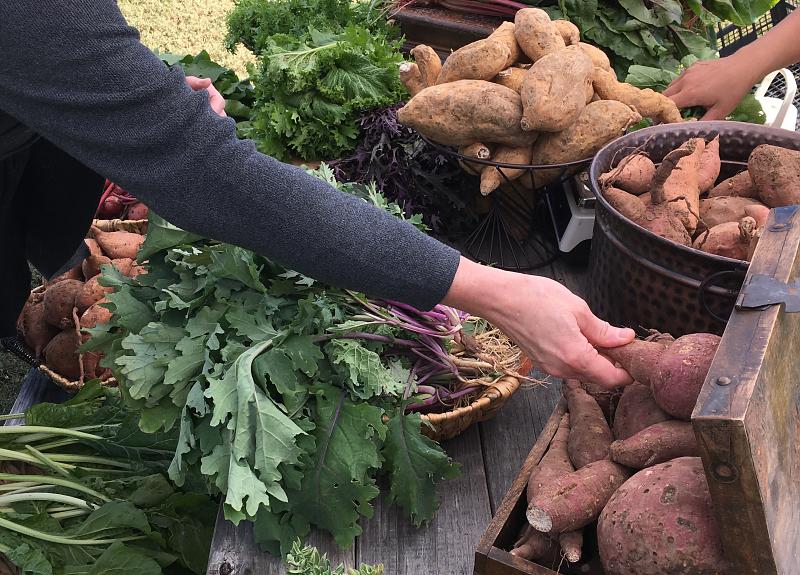 Fresh, organic produce grown in Harvest Green's community farm are sold weekly.