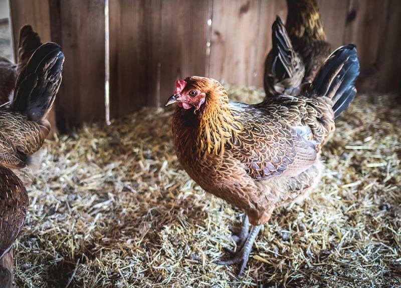 Meet Harvest Green's resident chickens during a farm tour in Fort Bend.