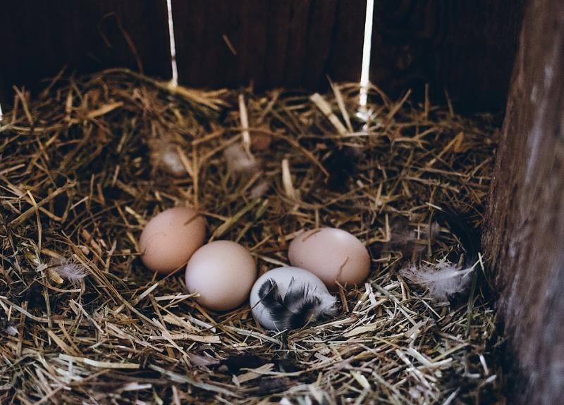 Four eggs lay in a nest in Harvest Green's onsite chicken coup.