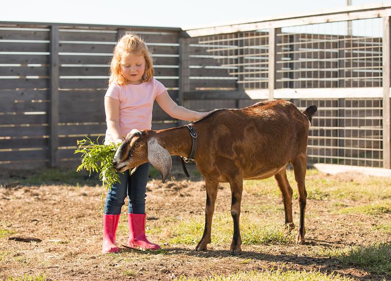 A girl feeds one of Harvest Green's goats on The Village Farm.