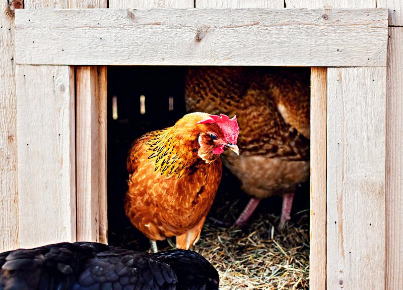 The Harvest Green chicken coup is home to many egg-laying chicken breeds.
