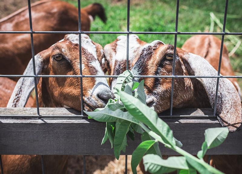 Harvest Green in Richmond, TX has a farm that goats call home.