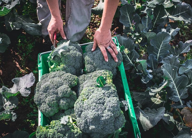 Freshly harvested broccoli is one of many seasonal vegetables in Harvest Green.