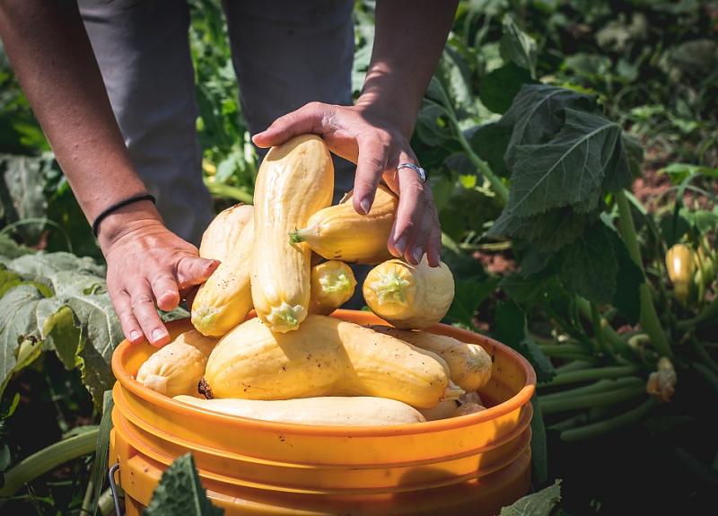 Squash is grown and harvested every season from Harvest Green's Village Farm.