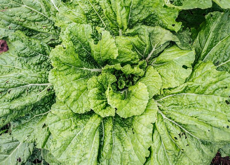 A close up of bright green leafy produce grown in Harvest Green.