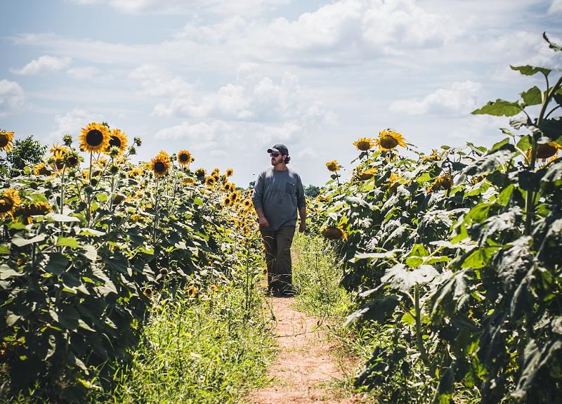 A man walks through tall sunflower fields in the Harvest Green community.