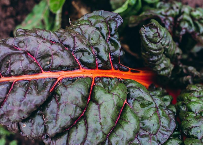 Swiss chard is grown and harvested seasonally in Harvest Green's Village Farm.