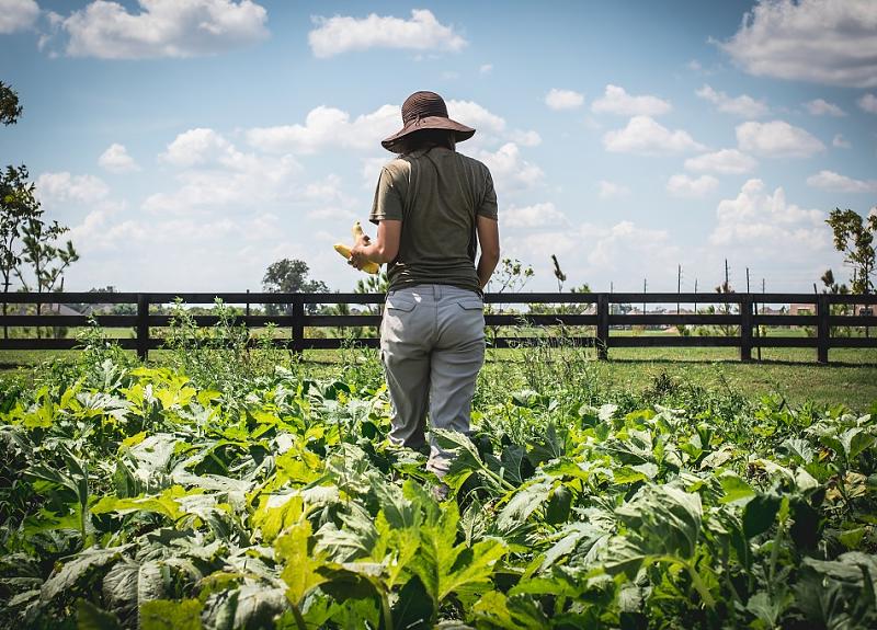 A farmer in Harvest Green's Village Farm walks through a bountiful field.