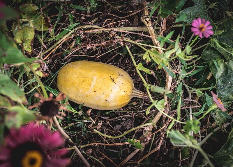 Spaghetti squash and other vegetables are grown in Harvest Green's Village Farm.