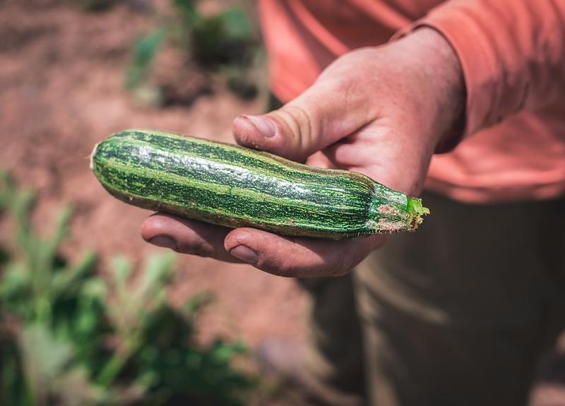 Organic zucchini recently harvested from farm on Harvest Green in Richmond, TX.
