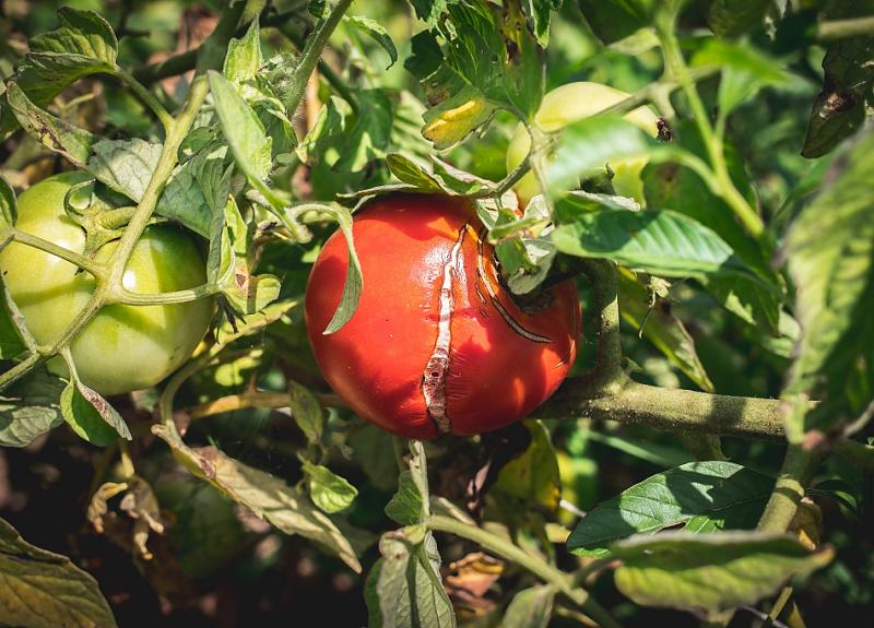 Organic  tomato grows on the vine in a Richmond, TX community farm.