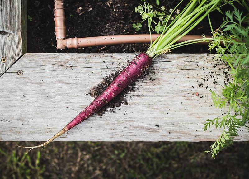 Purple carrots and other vegetables are grown in Harvest Green's demonstration farm.