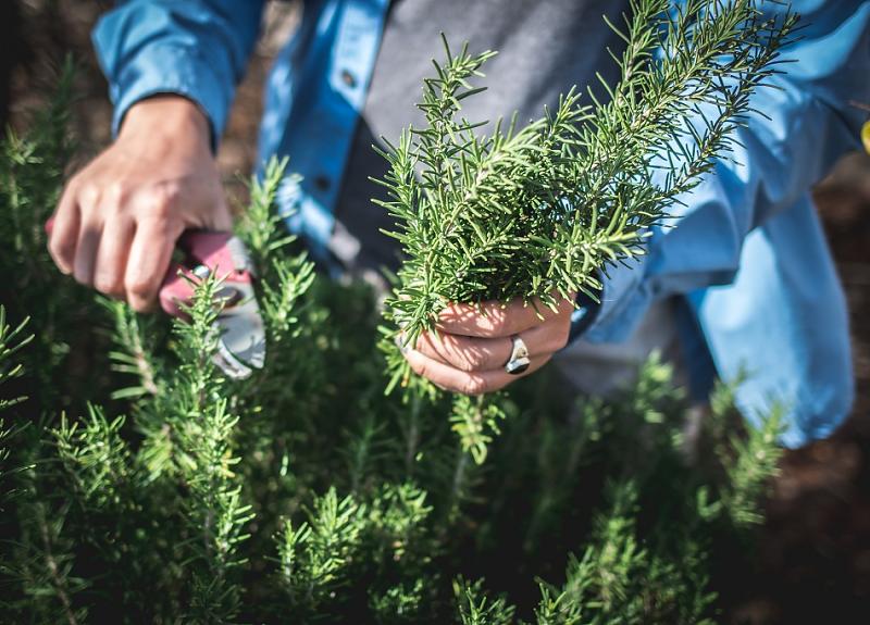 Herbs are grown and harvested on a community farm in Richmond, TX.