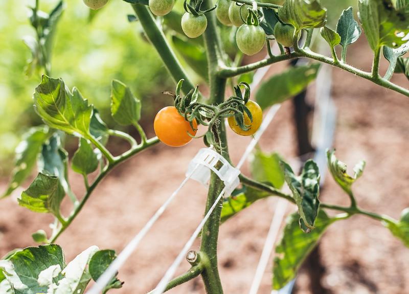 Young tomatoes grow on the vine in Harvest Green's community demonstration farm.