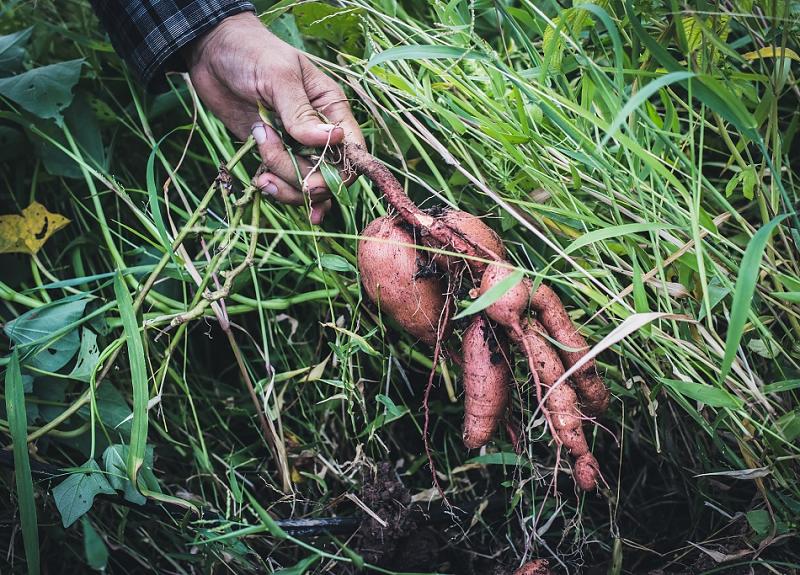 Root vegetables are pulled from the ground in Fort Bend community farm.
