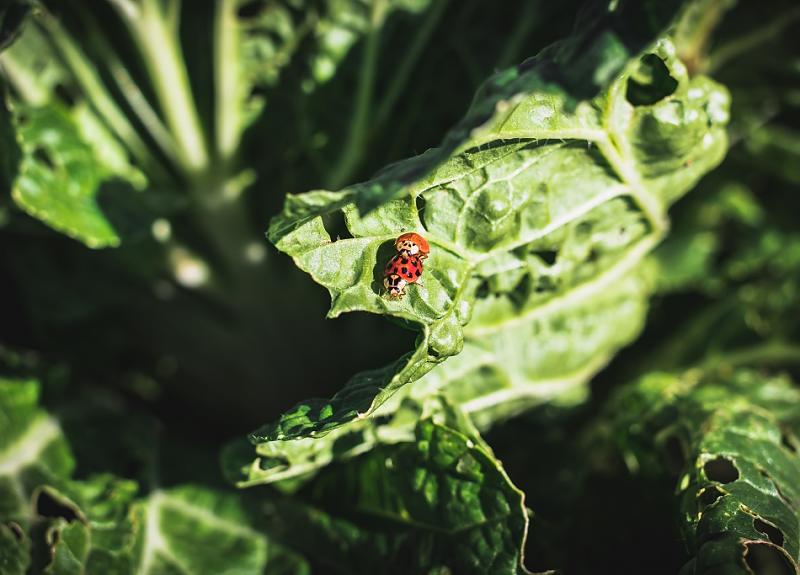 Native helpful insects like ladybugs help at a Fort Bend community farm.