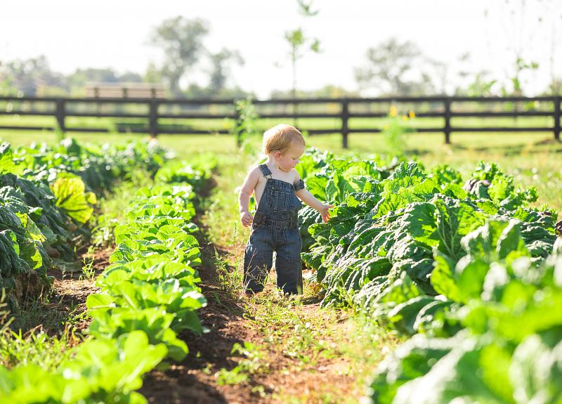 A child explores rows of leafy vegetables in Harvest Green's Village Farm.