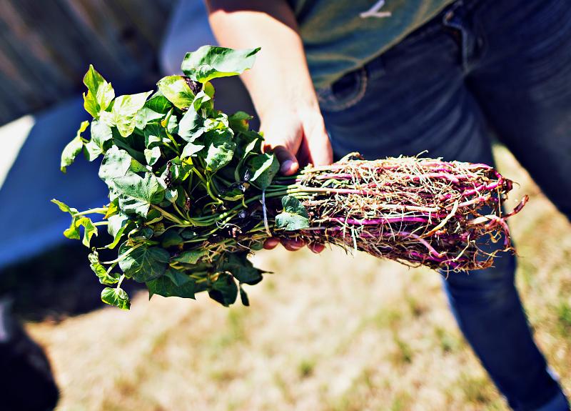 Fresh herbs grown in Harvest Green's Village Farm are harvested and bundled.