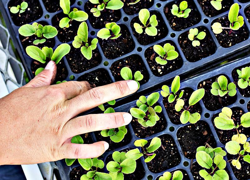 New sprouts grow from planters kept in the greenhouse at Harvest Green.