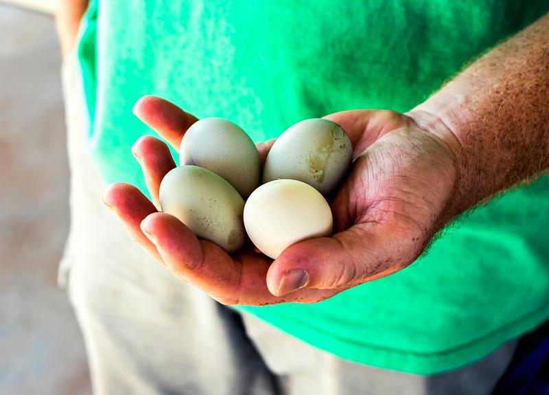 Hands holding four farm fresh eggs collected from Harvest Green's resident chickens.