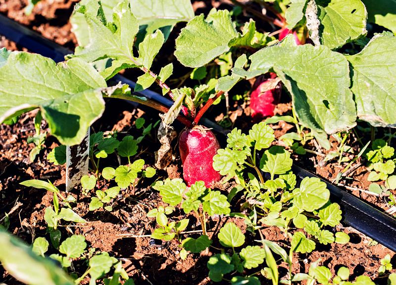 Radishes and more are grown by residents in Harvest Green's Village Farm.
