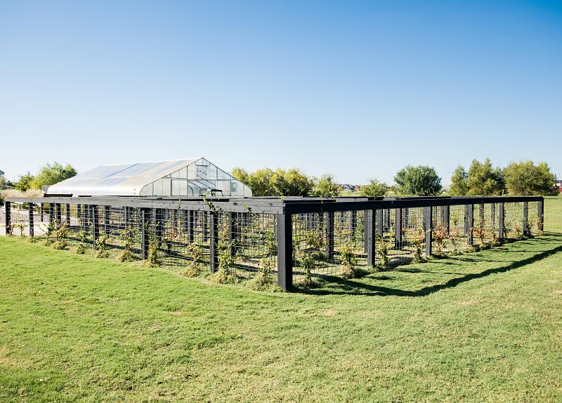 The Village Farm's greenhouse and vineyard, part of Harvest Green's agrihood amenities.
