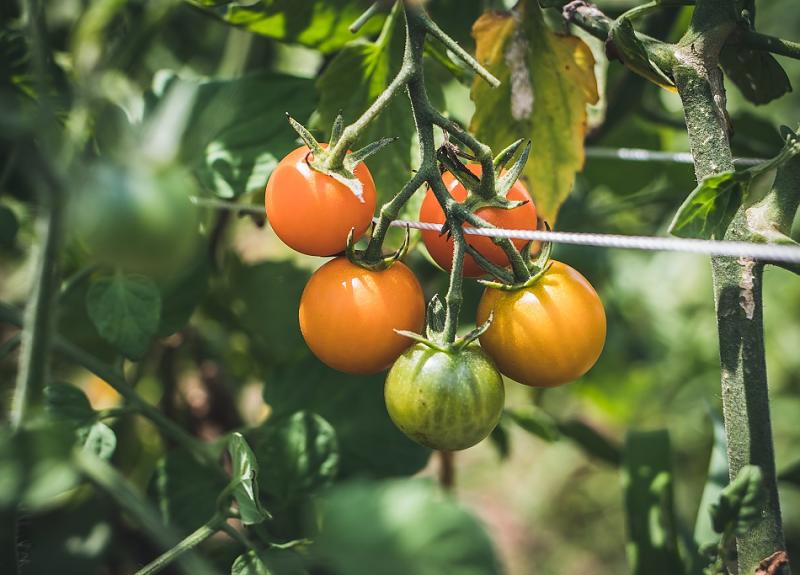 Tomatoes of varying ripeness on the vine in Harvest Green's Village Farm.