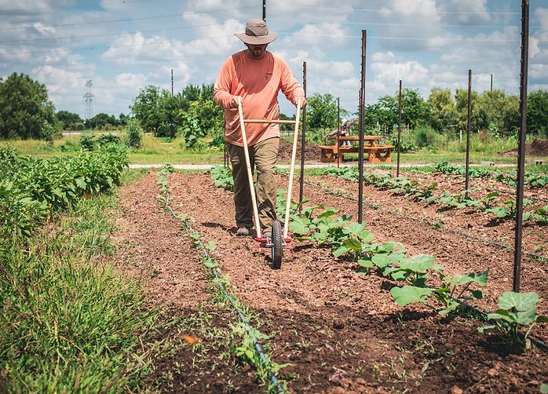 Farmer tends to a row of crops in Richmond, TX community farm.