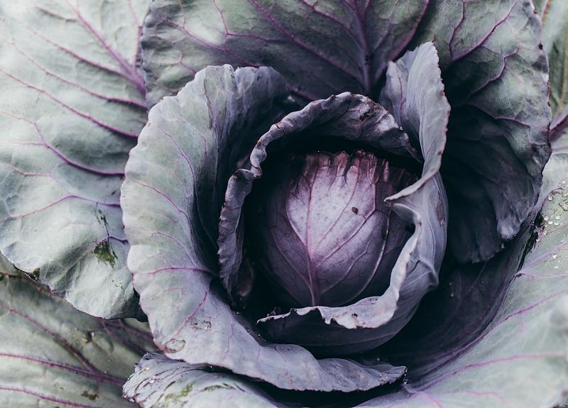 Red cabbage is harvested in Fort Bend on Harvest Green's Village Farm.