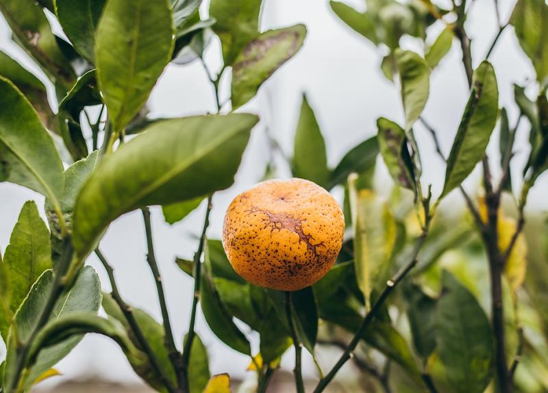 Orange fruit grow in one of Harvest Green's orchards in Richmond, TX.