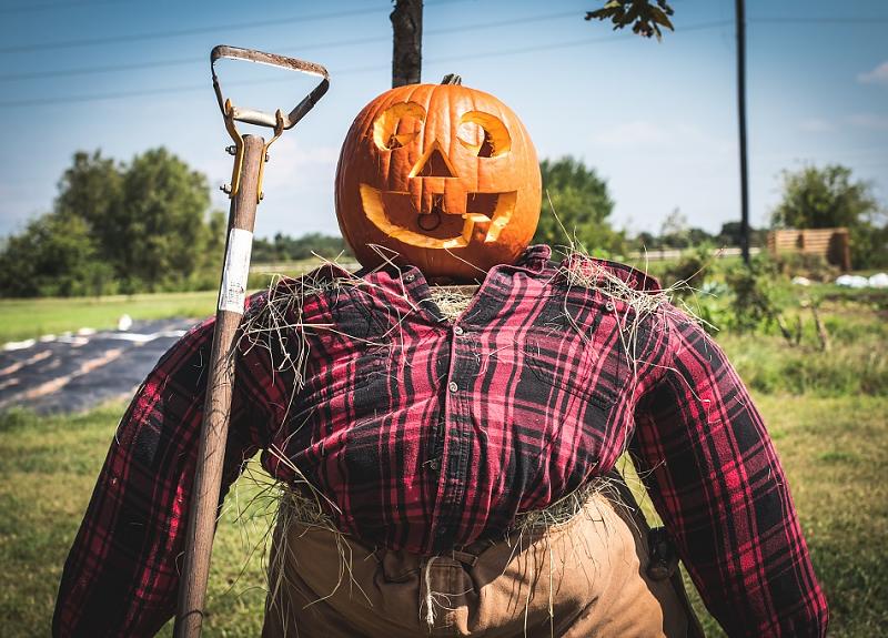 A scarecrow guarding fields in Harvest Green, an agrihood in Fort Bend.