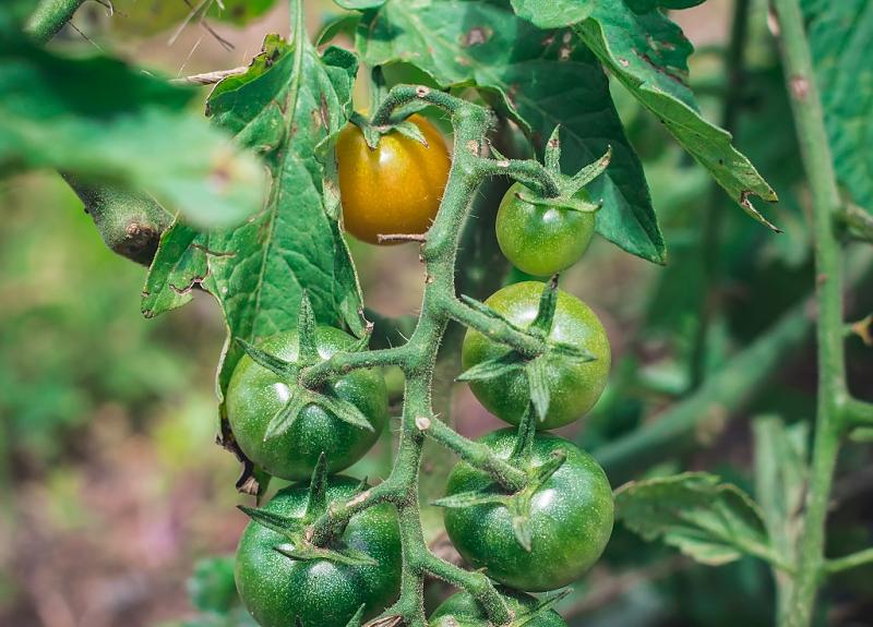 Tomatoes are grown on Harvest Green's community farm, an interactive agricultural amenity.