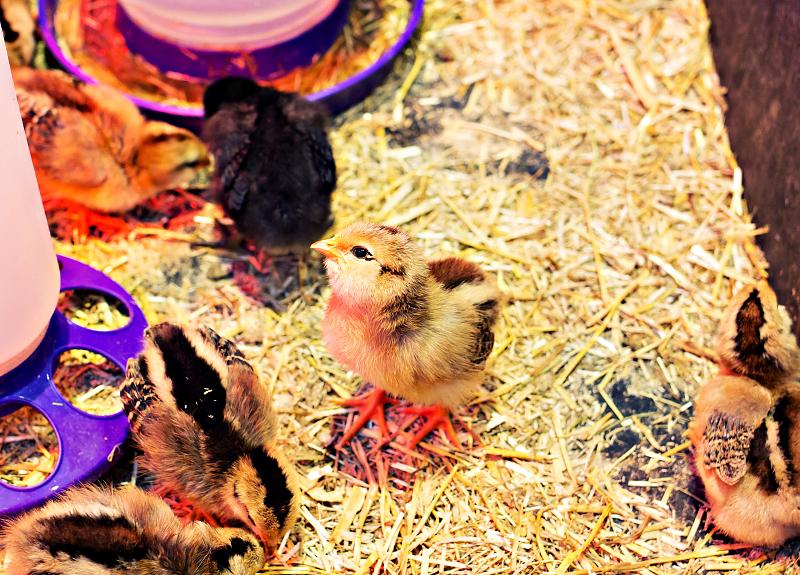 Chicks living in Harvest Green fed mixed non-GMO based corn and soybean