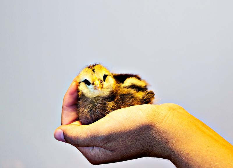 Resident baby chick is held gently by a caretakers at Harvest Green.
