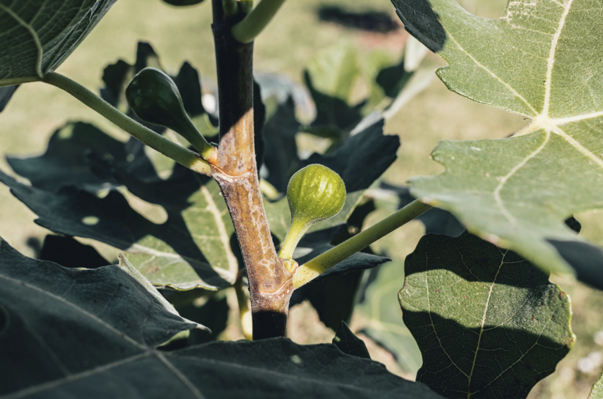 We’re Planting Fig Trees Nov. 11