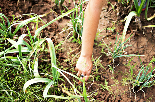 Farm Club — It's Not Just for Farmers