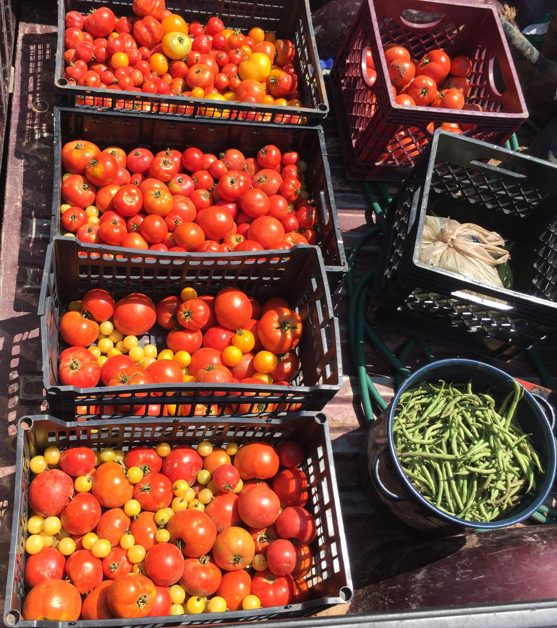 Top Tier Houston Restaurants Plate Harvest Green Produce
