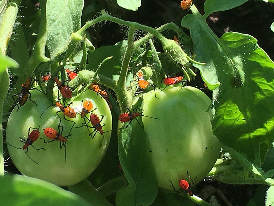 Farm Update from Farm Educator Kathryn: Planting has begun!
