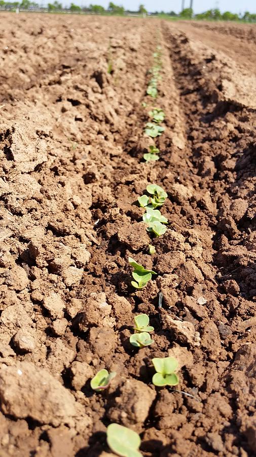 New CSA Brings the Farm to the Table