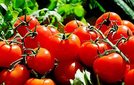 You Say Tomato And We Say Tomato Fest June 17 You Say Tomato And We Say Tomato Fest June 17