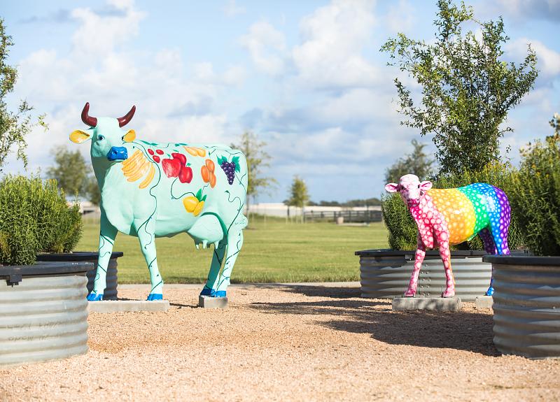 Harvest Green's colorful art cow installations can be found around the community.
