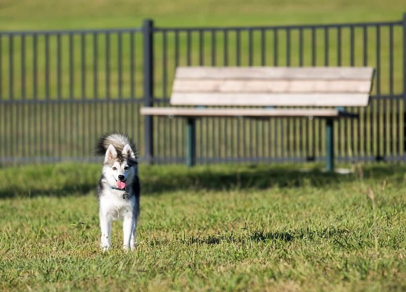 A husky standing in the grass in Harvest Green's resident dog park.