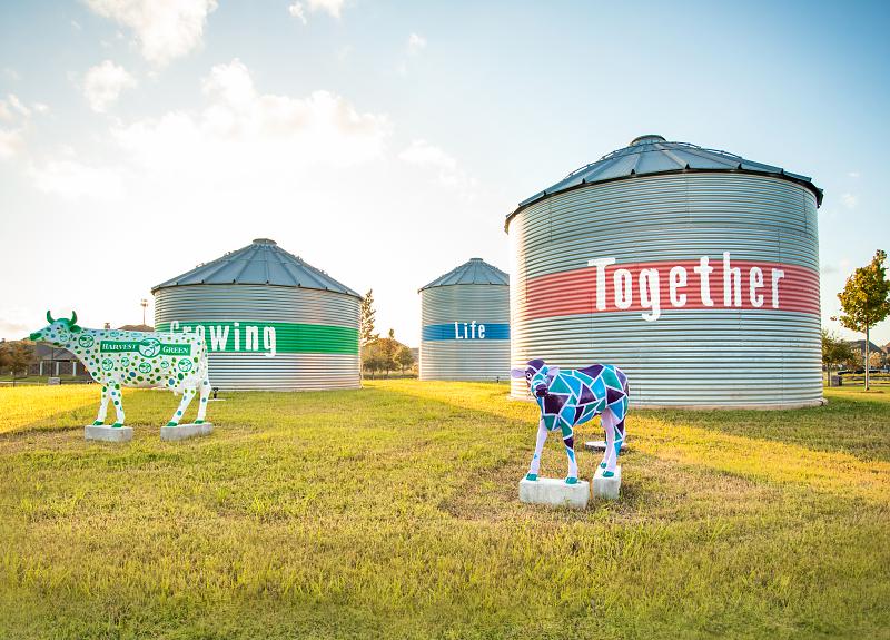 A community photo of Harvest Green's art cow installations and famous silos.