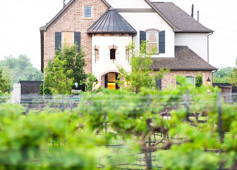The vines of Harvest Green's vineyard is neighbors with a model home.