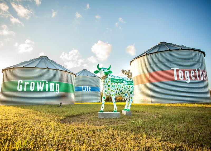 A sunset view of Harvest Green's famous three silos and art cow.