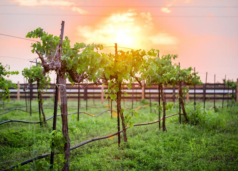Sunset view of Harvest Green's vineyard, part of the community's agrihood living