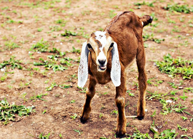 One of Harvest Green's adorable baby goats makes its farm debut.