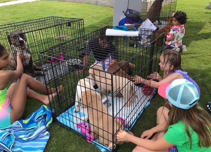 Children watch over cute dogs during an adoption event in Harvest Green.