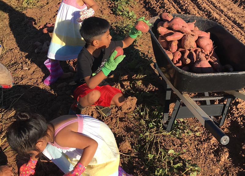 Children gather vegetables during Farm Club Workday, a Harvest Green resident event.